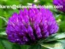 Red Clover Extract